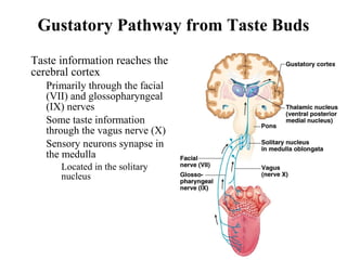 Gustatory Pathway from Taste Buds
Figure 16.2
• Taste information reaches the
cerebral cortex
• Primarily through the facial
(VII) and glossopharyngeal
(IX) nerves
• Some taste information
through the vagus nerve (X)
• Sensory neurons synapse in
the medulla
• Located in the solitary
nucleus
 