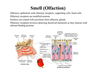 • Olfactory epithelium with olfactory receptors, supporting cells, basal cells
• Olfactory receptors are modified neurons
• Surfaces are coated with secretions from olfactory glands
• Olfactory reception involves detecting dissolved chemicals as they interact with
odorant binding proteins
Smell (Olfaction)
 