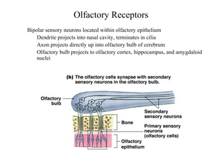 Olfactory Receptors
• Bipolar sensory neurons located within olfactory epithelium
• Dendrite projects into nasal cavity, terminates in cilia
• Axon projects directly up into olfactory bulb of cerebrum
• Olfactory bulb projects to olfactory cortex, hippocampus, and amygdaloid
nuclei
 