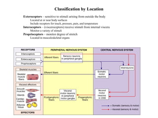 Classification by Location
• Exteroceptors – sensitive to stimuli arising from outside the body
• Located at or near body surfaces
• Include receptors for touch, pressure, pain, and temperature
• Interoceptors – (visceroceptors) receive stimuli from internal viscera
• Monitor a variety of stimuli
• Proprioceptors – monitor degree of stretch
• Located in musculoskeletal organs
 