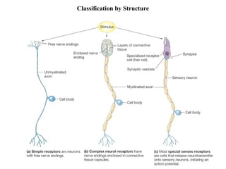 Classification by Structure
 