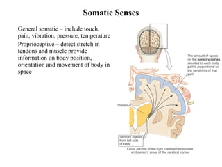 • General somatic – include touch,
pain, vibration, pressure, temperature
• Proprioceptive – detect stretch in
tendons and muscle provide
information on body position,
orientation and movement of body in
space
Somatic Senses
 