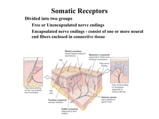 Somatic Receptors
• Divided into two groups
• Free or Unencapsulated nerve endings
• Encapsulated nerve endings - consist of one or more neural
end fibers enclosed in connective tissue
 