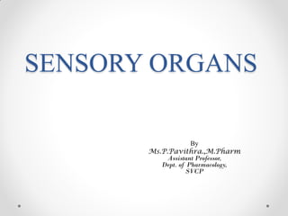 SENSORY ORGANS
By
Ms.P.Pavithra.,M.Pharm
Assistant Professor,
Dept. of Pharmacology,
SVCP
 