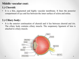 Middle vascular coat:
1.) Choroid:
• It is a thin, pigmented and highly vascular membrane. It lines the posterior
compartment of eye and lies between the inner surface of sclera and retina.
2.) Ciliary body:
• It is the anterior continuation of choroid and it lies between choroid and iris.
The ciliary body contains ciliary muscle. The suspensory ligament of lens is
attached to ciliary muscle.
 