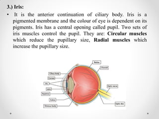 3.) Iris:
• It is the anterior continuation of ciliary body. Iris is a
pigmented membrane and the colour of eye is dependent on its
pigments. Iris has a central opening called pupil. Two sets of
iris muscles control the pupil. They are: Circular muscles
which reduce the pupillary size, Radial muscles which
increase the pupillary size.
 