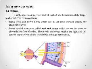 Inner nervous coat:
1.) Retina:
It is the innermost nervous coat of eyeball and lies immediately deeper
to choroid. The retina contains:
• Nerve cells and nerve fibres which are in the inner surface (facing the
chamber of eye)
• Some special structures called rod and cones which are on the outer or
choroidal surface of retina. These rods and cones receive the light and this
sets up impulses which are transmitted through optic nerve.
 