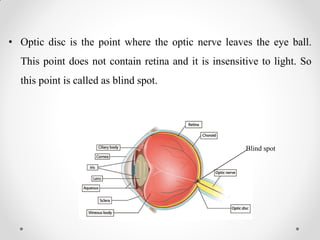 • Optic disc is the point where the optic nerve leaves the eye ball.
This point does not contain retina and it is insensitive to light. So
this point is called as blind spot.
Blind spot
 
