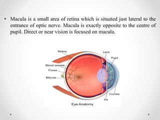 • Macula is a small area of retina which is situated just lateral to the
entrance of optic nerve. Macula is exactly opposite to the centre of
pupil. Direct or near vision is focused on macula.
 