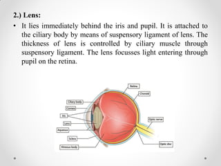 2.) Lens:
• It lies immediately behind the iris and pupil. It is attached to
the ciliary body by means of suspensory ligament of lens. The
thickness of lens is controlled by ciliary muscle through
suspensory ligament. The lens focusses light entering through
pupil on the retina.
 