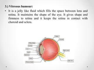 3.) Vitreous humour:
• It is a jelly like fluid which fills the space between lens and
retina. It maintains the shape of the eye. It gives shape and
firmness to retina and it keeps the retina in contact with
choroid and sclera.
 