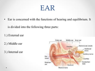 EAR
• Ear is concerned with the functions of hearing and equilibrium. It
is divided into the following three parts:
1.) External ear
2.) Middle ear
3.) Internal ear
 
