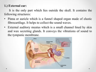 1.) External ear:
It is the only part which lies outside the skull. It contains the
following structures:
• Pinna or auricle which is a funnel shaped organ made of elastic
fibrocartilage. It helps to collect the sound waves.
• External auditory meatus which is a small channel lined by skin
and wax secreting glands. It conveys the vibrations of sound to
the tympanic membrane.
 