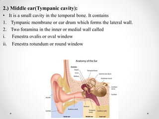 2.) Middle ear(Tympanic cavity):
• It is a small cavity in the temporal bone. It contains
1. Tympanic membrane or ear drum which forms the lateral wall.
2. Two foramina in the inner or medial wall called
i. Fenestra ovalis or oval window
ii. Fenestra rotundum or round window
 