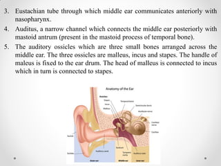 3. Eustachian tube through which middle ear communicates anteriorly with
nasopharynx.
4. Auditus, a narrow channel which connects the middle ear posteriorly with
mastoid antrum (present in the mastoid process of temporal bone).
5. The auditory ossicles which are three small bones arranged across the
middle ear. The three ossicles are malleus, incus and stapes. The handle of
maleus is fixed to the ear drum. The head of malleus is connected to incus
which in turn is connected to stapes.
 
