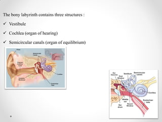 The bony labyrinth contains three structures :
 Vestibule
 Cochlea (organ of hearing)
 Semicircular canals (organ of equilibrium)
 