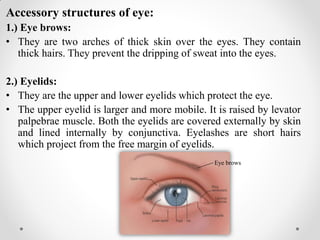 Accessory structures of eye:
1.) Eye brows:
• They are two arches of thick skin over the eyes. They contain
thick hairs. They prevent the dripping of sweat into the eyes.
2.) Eyelids:
• They are the upper and lower eyelids which protect the eye.
• The upper eyelid is larger and more mobile. It is raised by levator
palpebrae muscle. Both the eyelids are covered externally by skin
and lined internally by conjunctiva. Eyelashes are short hairs
which project from the free margin of eyelids.
Eye brows
 