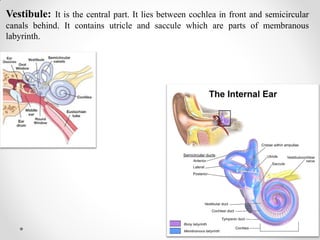 Vestibule: It is the central part. It lies between cochlea in front and semicircular
canals behind. It contains utricle and saccule which are parts of membranous
labyrinth.
 