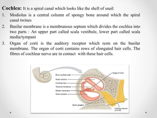 Cochlea: It is a spiral canal which looks like the shell of snail.
1. Modiolus is a central column of spongy bone around which the spiral
canal twines
2. Basilar membrane is a membranous septum which divides the cochlea into
two parts : An upper part called scala vestibule, lower part called scala
media/tympani
3. Organ of corti is the auditory receptor which rests on the basilar
membrane. The organ of corti contains rows of elongated hair cells. The
fibres of cochlear nerve are in contact with these hair cells.
 