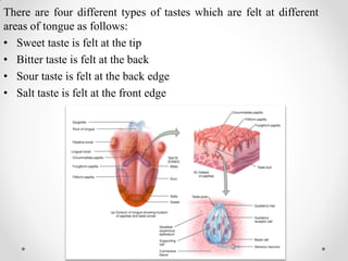 There are four different types of tastes which are felt at different
areas of tongue as follows:
• Sweet taste is felt at the tip
• Bitter taste is felt at the back
• Sour taste is felt at the back edge
• Salt taste is felt at the front edge
 