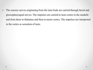 • The sensory nerves originating from the taste buds are carried through facial and
glossopharyngeal nerves. The impulses are carried to taste centre in the medulla
and from there to thalamus and then to motor cortex. The impulses are interpreted
in the cortex as sensation of taste.
 