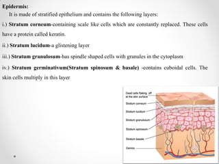 Epidermis:
It is made of stratified epithelium and contains the following layers:
i.) Stratum corneum-containing scale like cells which are constantly replaced. These cells
have a protein called keratin.
ii.) Stratum lucidum-a glistening layer
iii.) Stratum granulosum-has spindle shaped cells with granules in the cytoplasm
iv.) Stratum germinativum(Stratum spinosum & basale) -contains cuboidal cells. The
skin cells multiply in this layer
 