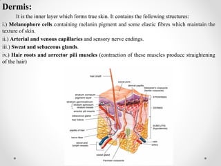 Dermis:
It is the inner layer which forms true skin. It contains the following structures:
i.) Melanophore cells containing melanin pigment and some elastic fibres which maintain the
texture of skin.
ii.) Arterial and venous capillaries and sensory nerve endings.
iii.) Sweat and sebaceous glands.
iv.) Hair roots and arrector pili muscles (contraction of these muscles produce straightening
of the hair)
 