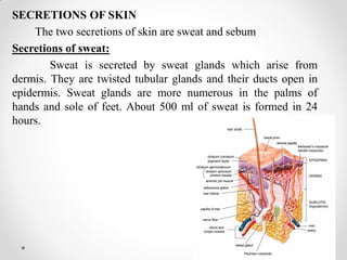 SECRETIONS OF SKIN
The two secretions of skin are sweat and sebum
Secretions of sweat:
Sweat is secreted by sweat glands which arise from
dermis. They are twisted tubular glands and their ducts open in
epidermis. Sweat glands are more numerous in the palms of
hands and sole of feet. About 500 ml of sweat is formed in 24
hours.
 