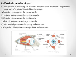 4.) Extrinsic muscles of eye:
• The eye ball is moved by six muscles. These muscles arise from the posterior
bony wall of orbit and inserted into the sclera.
i.) Superior rectus-moves the eye upwards
ii.) Inferior rectus-moves the eye downwards
iii.) Medial rectus-moves the eye inwards
iv.) Lateral rectus-moves the eye outwards
v.) Inferior oblique-moves the eye up and outwards
vi.) Superior oblique-moves the eye down and outwards
 