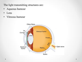 The light transmitting structures are:
• Aqueous humour
• Lens
• Vitreous humour
 