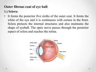 Outer fibrous coat of eye ball:
1.) Sclera:
• It forms the posterior five sixths of the outer coat. It forms the
white of the eye and it is continuous with cornea in the front.
Sclera protects the internal structures and also maintains the
shape of eyeball. The optic nerve passes through the posterior
aspect of sclera and reaches the retina.
 