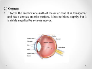 2.) Cornea:
• It forms the anterior one-sixth of the outer coat. It is transparent
and has a convex anterior surface. It has no blood supply, but it
is richly supplied by sensory nerves.
 