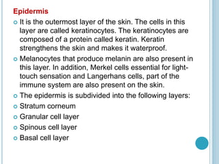 Epidermis
 It is the outermost layer of the skin. The cells in this
layer are called keratinocytes. The keratinocytes are
composed of a protein called keratin. Keratin
strengthens the skin and makes it waterproof.
 Melanocytes that produce melanin are also present in
this layer. In addition, Merkel cells essential for light-
touch sensation and Langerhans cells, part of the
immune system are also present on the skin.
 The epidermis is subdivided into the following layers:
 Stratum corneum
 Granular cell layer
 Spinous cell layer
 Basal cell layer
 