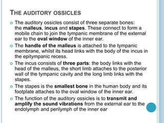 THE AUDITORY OSSICLES
 The auditory ossicles consist of three separate bones:
the malleus, incus and stapes. These connect to form a
mobile chain to join the tympanic membrane of the external
ear to the oval window of the inner ear.
 The handle of the malleus is attached to the tympanic
membrane, whilst its head links with the body of the incus in
the epitympanic recess.
 The incus consists of three parts: the body links with the
head of the malleus, the short limb attaches to the posterior
wall of the tympanic cavity and the long limb links with the
stapes.
 The stapes is the smallest bone in the human body and its
footplate attaches to the oval window of the inner ear.
 The function of the auditory ossicles is to transmit and
amplify the sound vibrations from the external ear to the
endolymph and perilymph of the inner ear
 