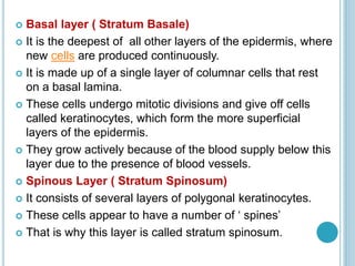  Basal layer ( Stratum Basale)
 It is the deepest of all other layers of the epidermis, where
new cells are produced continuously.
 It is made up of a single layer of columnar cells that rest
on a basal lamina.
 These cells undergo mitotic divisions and give off cells
called keratinocytes, which form the more superficial
layers of the epidermis.
 They grow actively because of the blood supply below this
layer due to the presence of blood vessels.
 Spinous Layer ( Stratum Spinosum)
 It consists of several layers of polygonal keratinocytes.
 These cells appear to have a number of ‘ spines’
 That is why this layer is called stratum spinosum.
 
