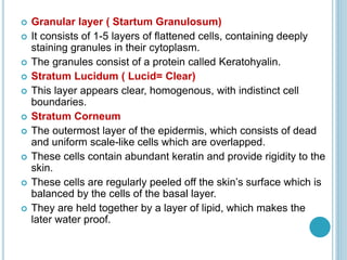  Granular layer ( Startum Granulosum)
 It consists of 1-5 layers of flattened cells, containing deeply
staining granules in their cytoplasm.
 The granules consist of a protein called Keratohyalin.
 Stratum Lucidum ( Lucid= Clear)
 This layer appears clear, homogenous, with indistinct cell
boundaries.
 Stratum Corneum
 The outermost layer of the epidermis, which consists of dead
and uniform scale-like cells which are overlapped.
 These cells contain abundant keratin and provide rigidity to the
skin.
 These cells are regularly peeled off the skin’s surface which is
balanced by the cells of the basal layer.
 They are held together by a layer of lipid, which makes the
later water proof.
 