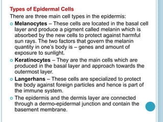 Types of Epidermal Cells
There are three main cell types in the epidermis:
 Melanocytes – These cells are located in the basal cell
layer and produce a pigment called melanin which is
absorbed by the new cells to protect against harmful
sun rays. The two factors that govern the melanin
quantity in one’s body is – genes and amount of
exposure to sunlight.
 Keratinocytes – They are the main cells which are
produced in the basal layer and approach towards the
outermost layer.
 Langerhans – These cells are specialized to protect
the body against foreign particles and hence is part of
the immune system.
 The epidermis and the dermis layer are connected
through a dermo-epidermal junction and contain the
basement membrane.
 