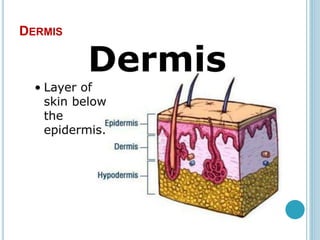 DERMIS
 