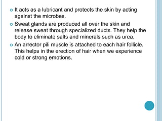  It acts as a lubricant and protects the skin by acting
against the microbes.
 Sweat glands are produced all over the skin and
release sweat through specialized ducts. They help the
body to eliminate salts and minerals such as urea.
 An arrector pili muscle is attached to each hair follicle.
This helps in the erection of hair when we experience
cold or strong emotions.
 