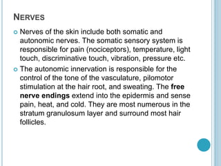 NERVES
 Nerves of the skin include both somatic and
autonomic nerves. The somatic sensory system is
responsible for pain (nociceptors), temperature, light
touch, discriminative touch, vibration, pressure etc.
 The autonomic innervation is responsible for the
control of the tone of the vasculature, pilomotor
stimulation at the hair root, and sweating. The free
nerve endings extend into the epidermis and sense
pain, heat, and cold. They are most numerous in the
stratum granulosum layer and surround most hair
follicles.
 