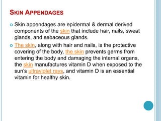 SKIN APPENDAGES
 Skin appendages are epidermal & dermal derived
components of the skin that include hair, nails, sweat
glands, and sebaceous glands.
 The skin, along with hair and nails, is the protective
covering of the body, the skin prevents germs from
entering the body and damaging the internal organs,
the skin manufactures vitamin D when exposed to the
sun’s ultraviolet rays, and vitamin D is an essential
vitamin for healthy skin.
 