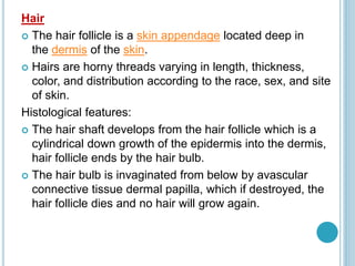 Hair
 The hair follicle is a skin appendage located deep in
the dermis of the skin.
 Hairs are horny threads varying in length, thickness,
color, and distribution according to the race, sex, and site
of skin.
Histological features:
 The hair shaft develops from the hair follicle which is a
cylindrical down growth of the epidermis into the dermis,
hair follicle ends by the hair bulb.
 The hair bulb is invaginated from below by avascular
connective tissue dermal papilla, which if destroyed, the
hair follicle dies and no hair will grow again.
 