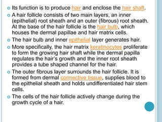  Its function is to produce hair and enclose the hair shaft.
 A hair follicle consists of two main layers, an inner
(epithelial) root sheath and an outer (fibrous) root sheath.
At the base of the hair follicle is the hair bulb, which
houses the dermal papillae and hair matrix cells.
 The hair bulb and inner epithelial layer generates hair.
 More specifically, the hair matrix keratinocytes proliferate
to form the growing hair shaft while the dermal papilla
regulates the hair’s growth and the inner root sheath
provides a tube shaped channel for the hair.
 The outer fibrous layer surrounds the hair follicle. It is
formed from dermal connective tissue, supplies blood to
the epithelial sheath and holds undifferentiated hair stem
cells.
 The cells of the hair follicle actively change during the
growth cycle of a hair.
 