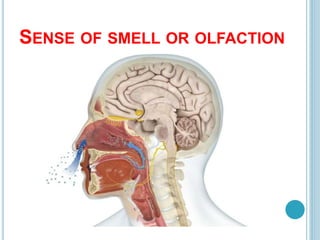 SENSE OF SMELL OR OLFACTION
 