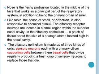  Nose is the fleshy protrusion located in the middle of the
face that works as a principal part of the respiratory
system, in addition to being the primary organ of smell
 Like taste, the sense of smell, or olfaction, is also
responsive to chemical stimuli. The olfactory receptor
neurons are located in a small region within the superior
nasal cavity- in the olfactory epithelium — a patch of
tissue about the size of a postage stamp located high in
the nasal cavity.
 The olfactory epithelium is made up of three kinds of
cells: sensory neurons each with a primary cilium
supporting cells between them basal cells that divide
regularly producing a fresh crop of sensory neurons to
replace those that die.
 