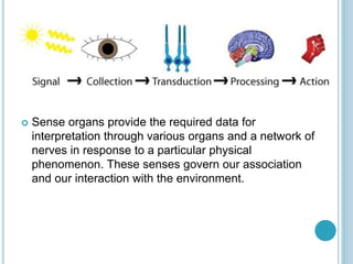  Sense organs provide the required data for
interpretation through various organs and a network of
nerves in response to a particular physical
phenomenon. These senses govern our association
and our interaction with the environment.
 