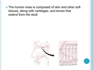  The human nose is composed of skin and other soft
tissues, along with cartilages, and bones that
extend from the skull
 