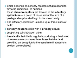  Smell depends on sensory receptors that respond to
airborne chemicals. In humans,
these chemoreceptors are located in the olfactory
epithelium — a patch of tissue about the size of a
postage stamp located high in the nasal cavity.
 The olfactory epithelium is made up of three kinds of
cells:
 sensory neurons each with a primary cilium
 supporting cells between them
 basal cells that divide regularly producing a fresh crop
of sensory neurons to replace those that die (and
providing an exception to the usual rule that neurons
seldom are replaced)
 