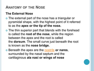 ANATOMY OF THE NOSE
The External Nose
 The external part of the nose has a triangular or
pyramidal shape, with the highest point of it referred
to as the apex or the tip of the nose.
 The thin superior part that blends with the forehead
is called the root of the nose, while the region
between the apex and the root is called
the dorsum. The small curve just beneath the root
is known as the nose bridge.
 Beneath the apex are the nostrils or nares,
surrounded by the nasal septum and the
cartilaginous ala nasi or wings of nose
 