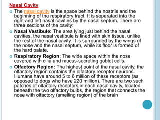 Nasal Cavity
 The nasal cavity is the space behind the nostrils and the
beginning of the respiratory tract. It is separated into the
right and left nasal cavities by the nasal septum. There are
three sections of the cavity:
 Nasal Vestibule: The area lying just behind the nasal
cavities, the nasal vestibule is lined with skin tissue, unlike
the rest of the nasal cavity. It is surrounded by the wings of
the nose and the nasal septum, while its floor is formed of
the hard palate.
 Respiratory Region: The wide space within the nose
covered with cilia and mucus-secreting goblet cells.
 Olfactory Region: The highest point of the nasal cavity, the
olfactory region contains the olfactory receptor neurons.
Humans have around 5 to 6 million of these receptors (as
opposed to dogs who have 220 million). There are two such
patches of olfactory receptors in each nasal cavity, located
beneath the two olfactory bulbs, the region that connects the
nose with olfactory (smelling region) of the brain
 